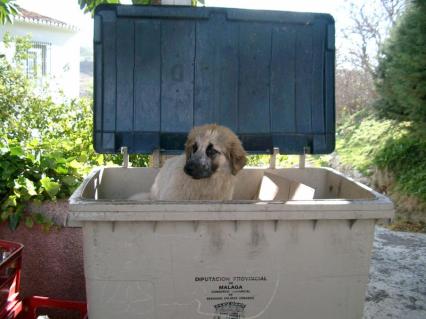 021elchorro03.jpg.jpg