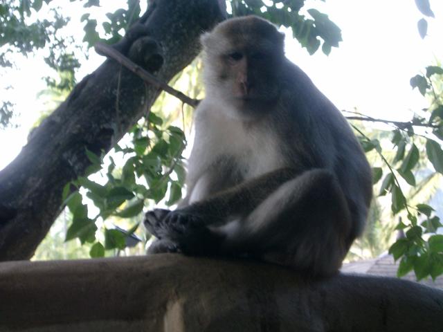 604tiere_affe.jpg.jpg