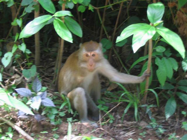 614tiere_affe.jpg.jpg
