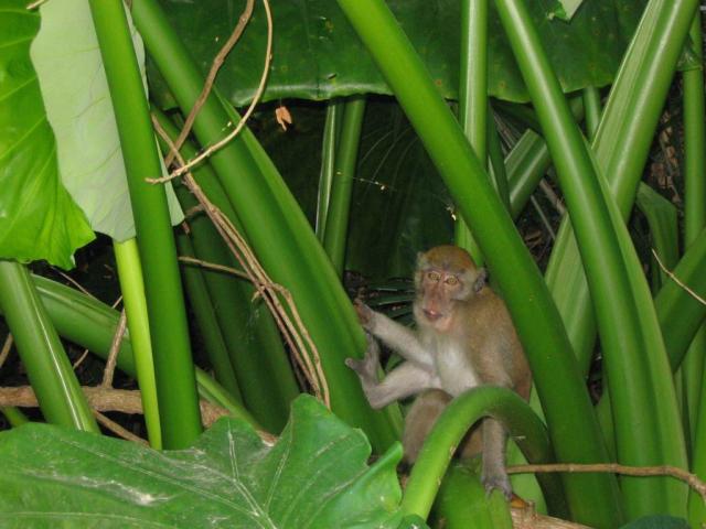 615tiere_affe.jpg.jpg