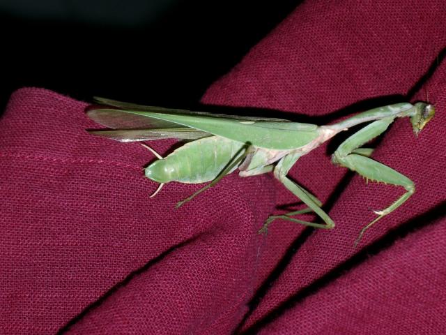 620tiere_hopper.jpg.jpg