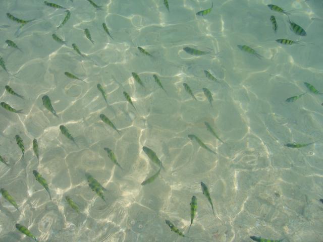 630tiere_fish.jpg.jpg