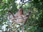 thumbs/600tiere_affe.jpg.jpg