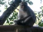 thumbs/604tiere_affe.jpg.jpg