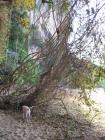 thumbs/610tiere_affehund.jpg.jpg