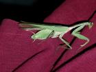 thumbs/620tiere_hopper.jpg.jpg