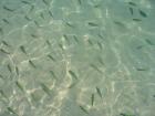 thumbs/630tiere_fish.jpg.jpg